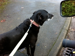 Inca on lead before we go to cross the road