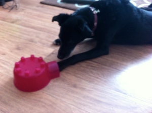 I taught Inca the 'slide item under paw' trick using this plastic igloo toy